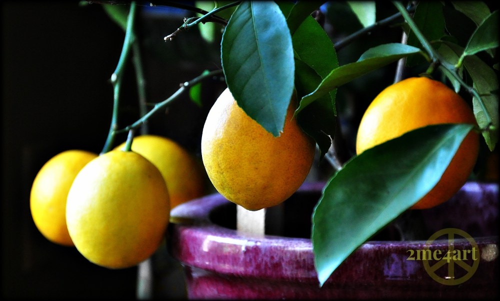 i took this picture this morning, Dec. 12th.  We've taken two off already & they are yummy.  