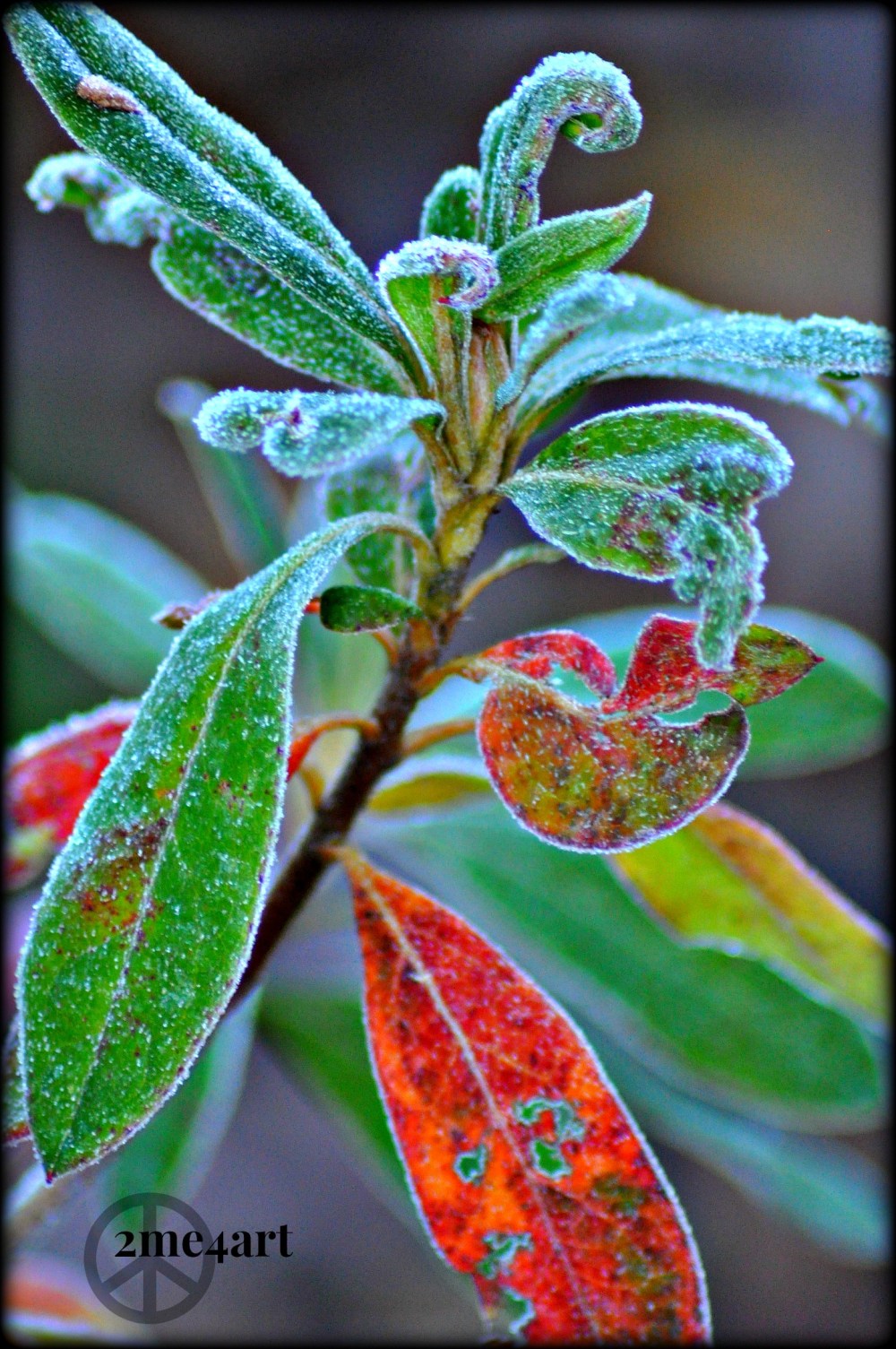 ice cold nature