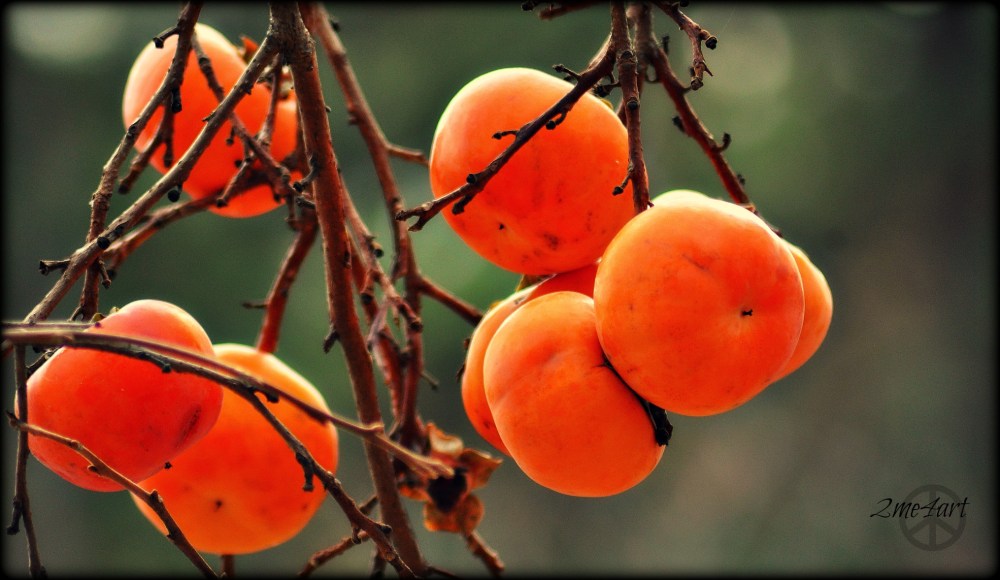 Japanese Persimmon