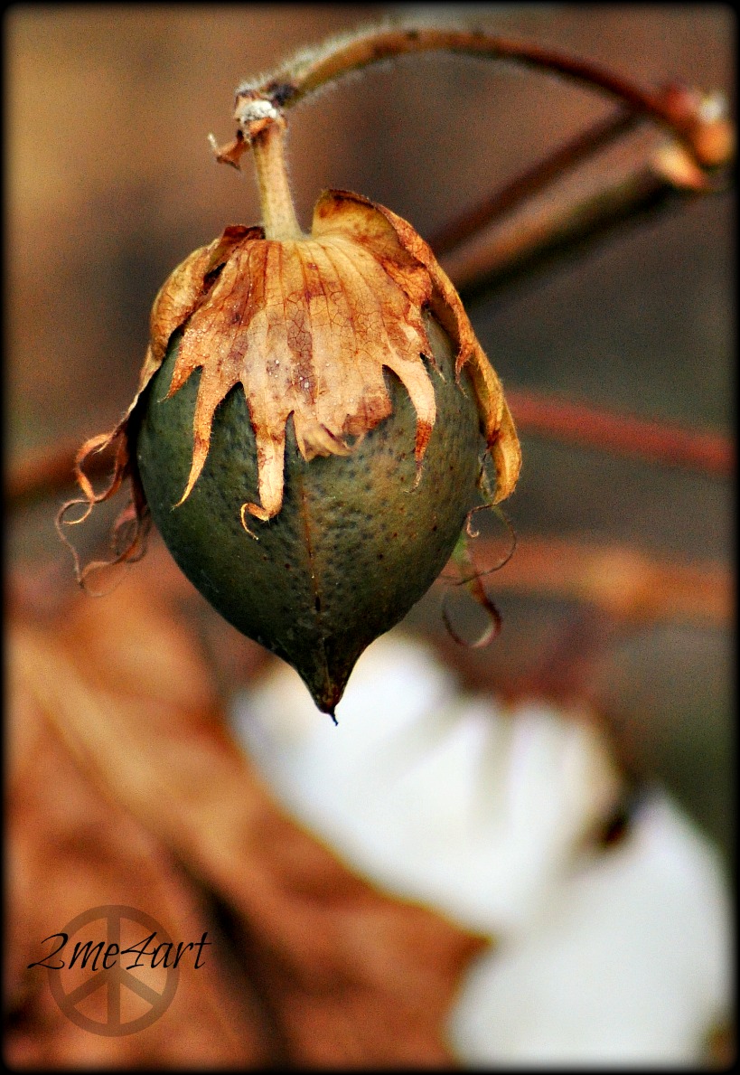 this is a cotton ball