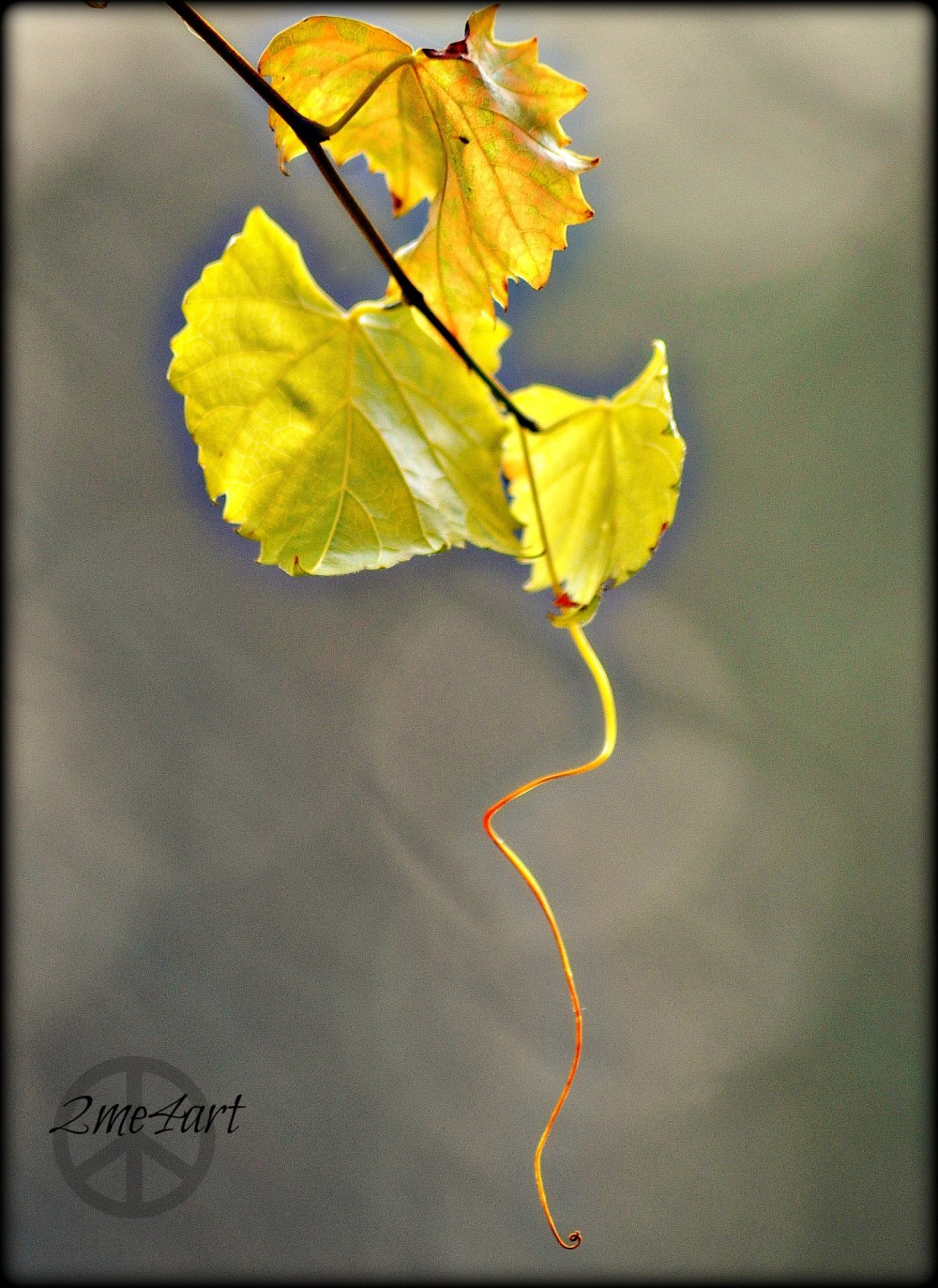 letting the vine breathe