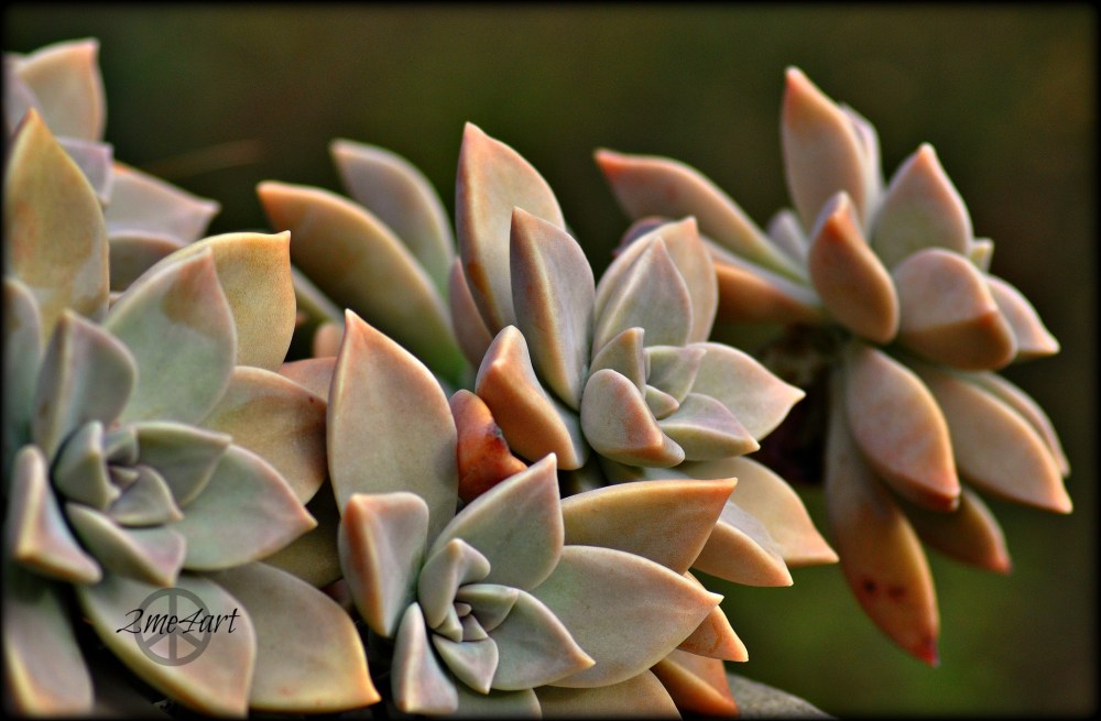 basking in the late afternoon sun
