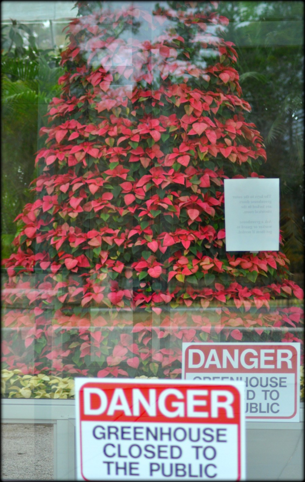 DANGER from a poinsettia Christmas tree?