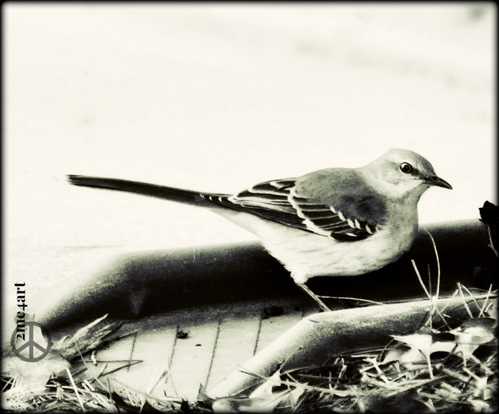 the staring contest i lost