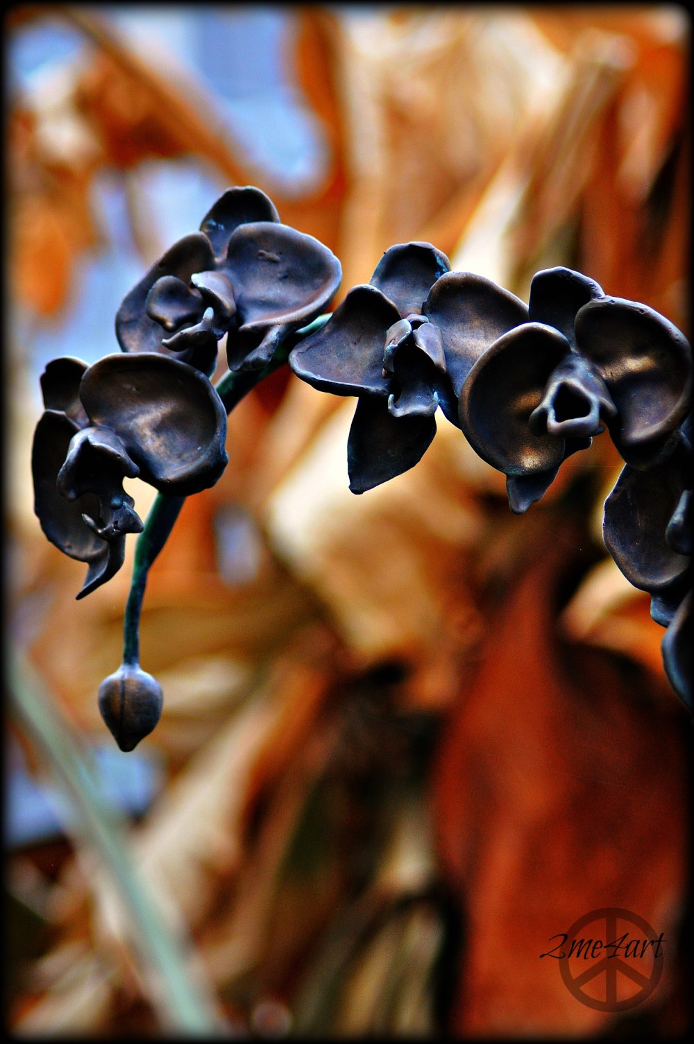 stone cold Orchids