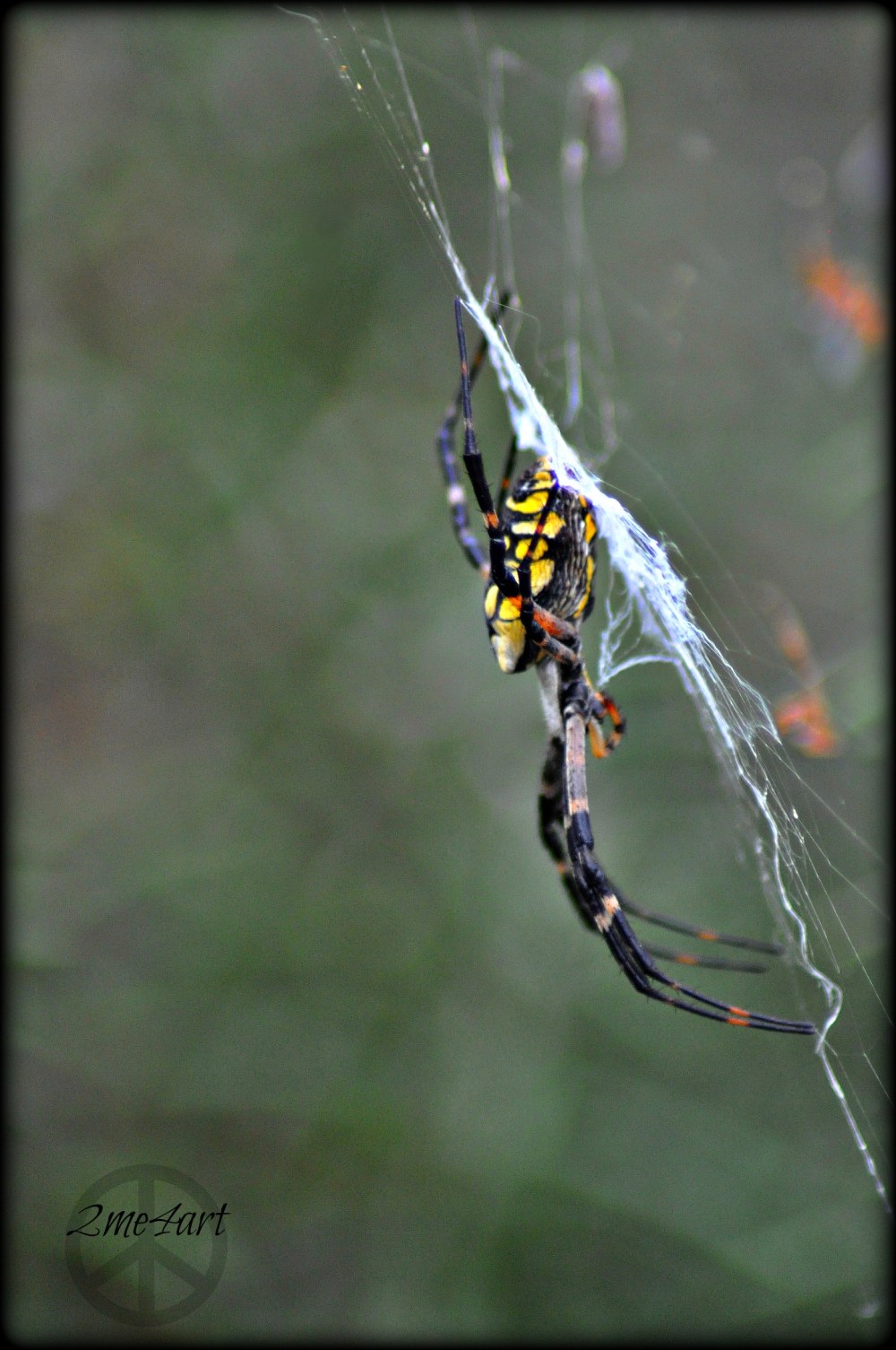 if you see a web in late fall…