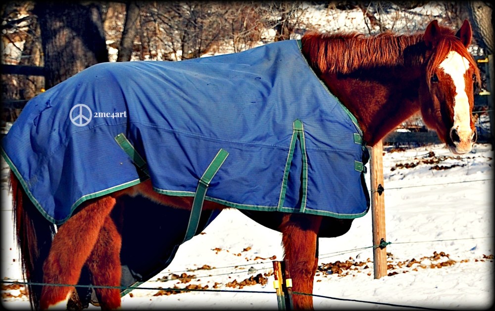 Jackets for furry horses in Vermont.
