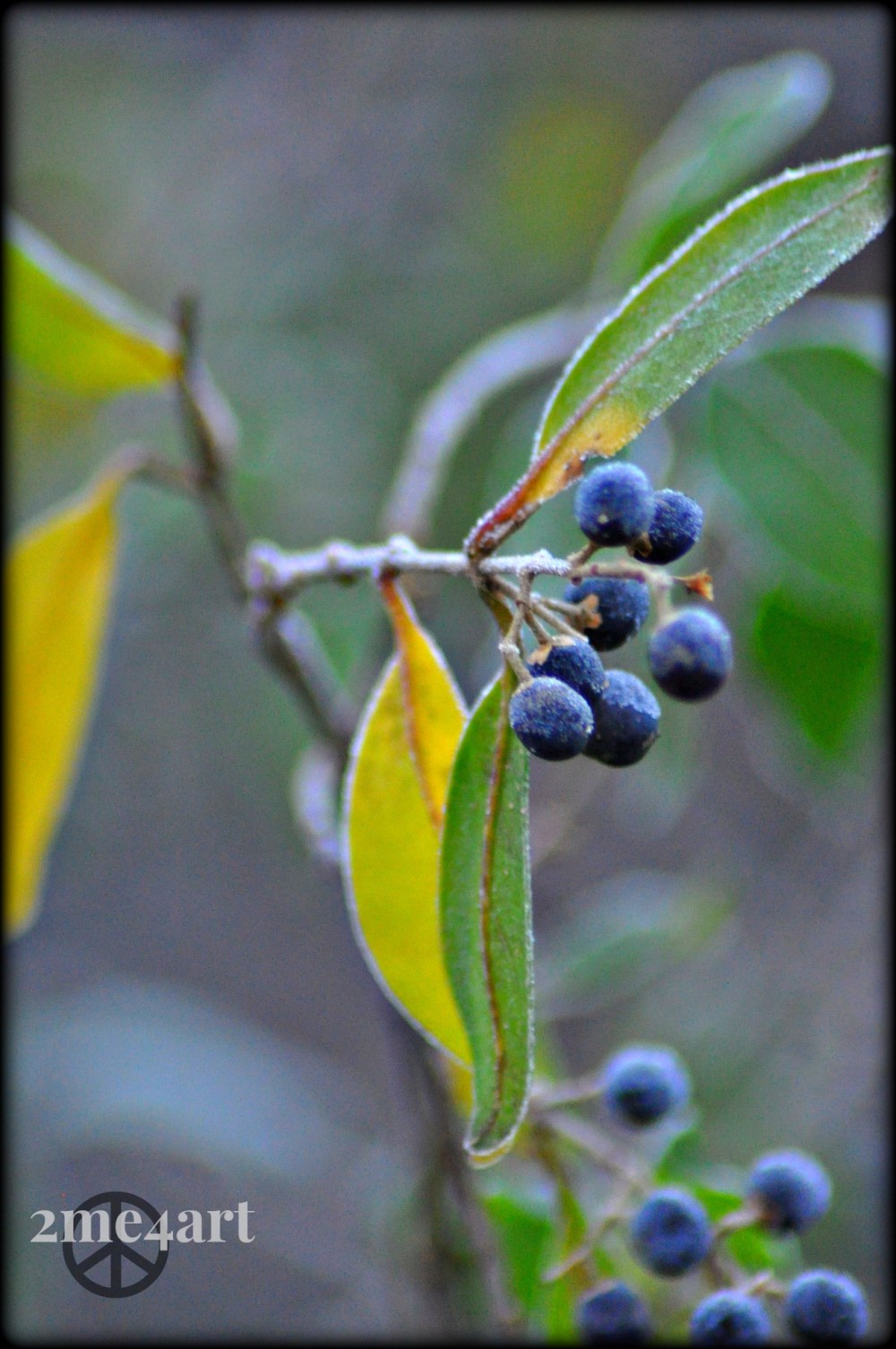frosted berries