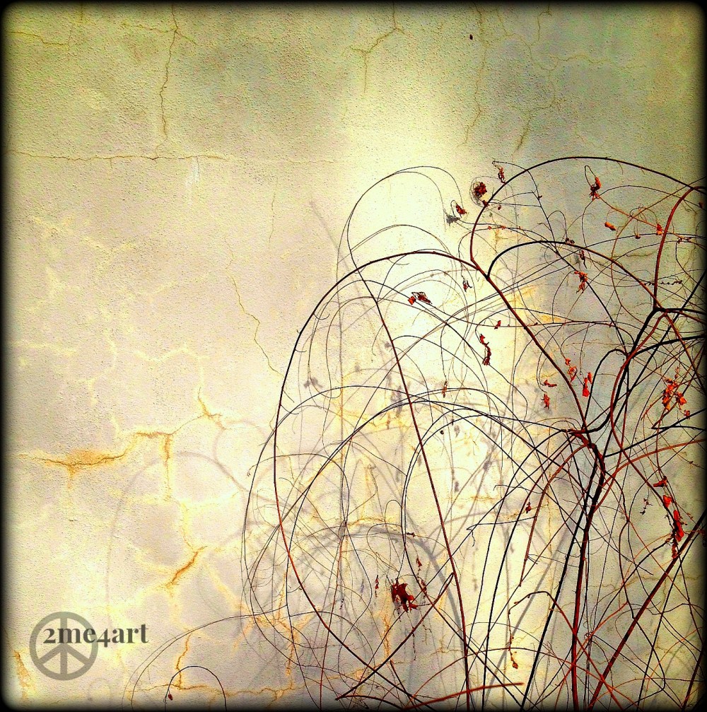 Birmingham Botanical Gardens