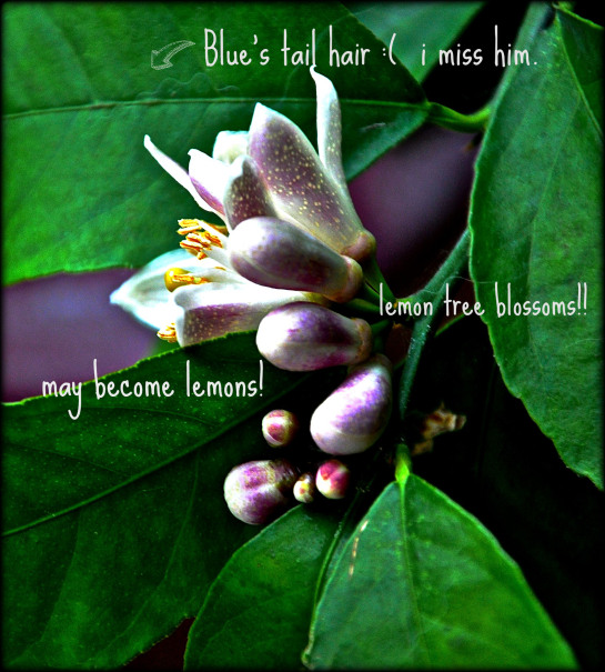 I put this on the blog last february…I had just lost my husky, Blue…