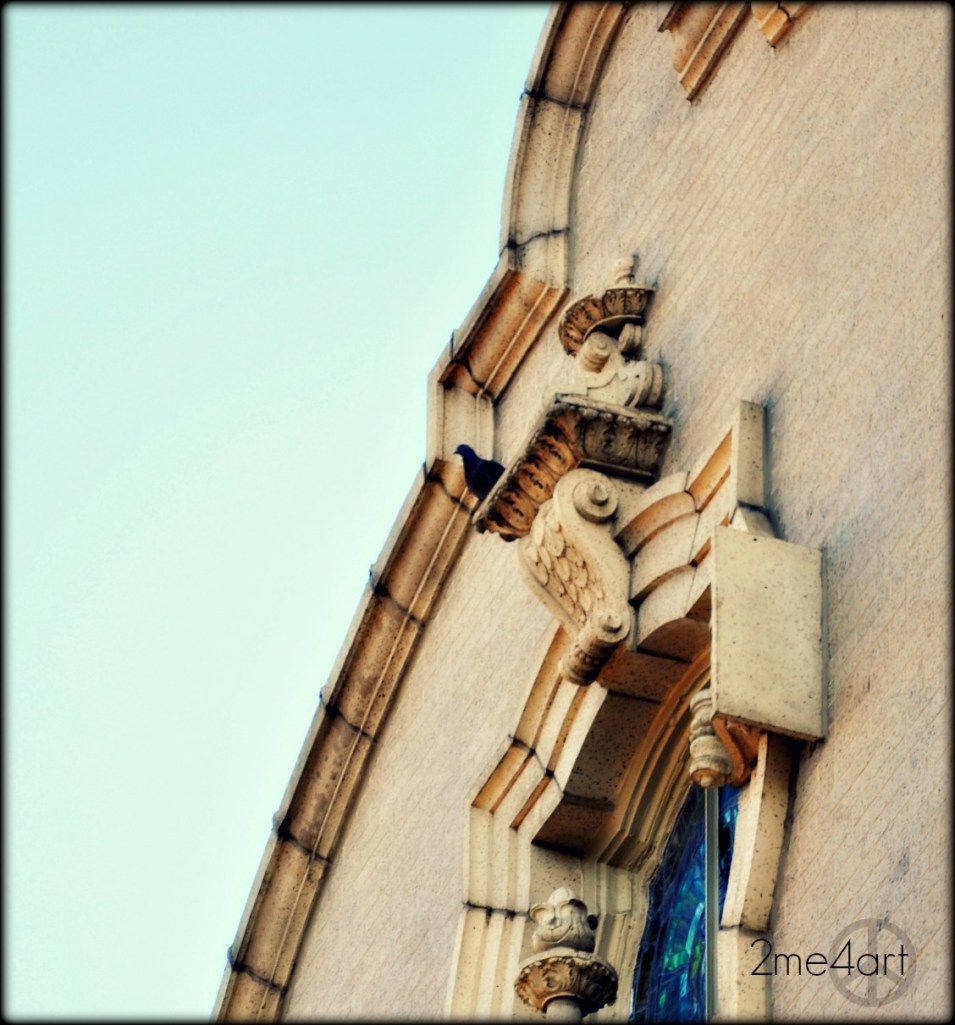 preacher pigeon calling his flock. 