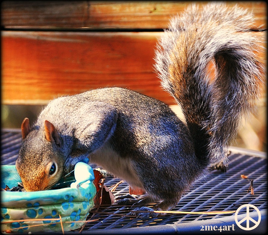 the blue eyed squirrel