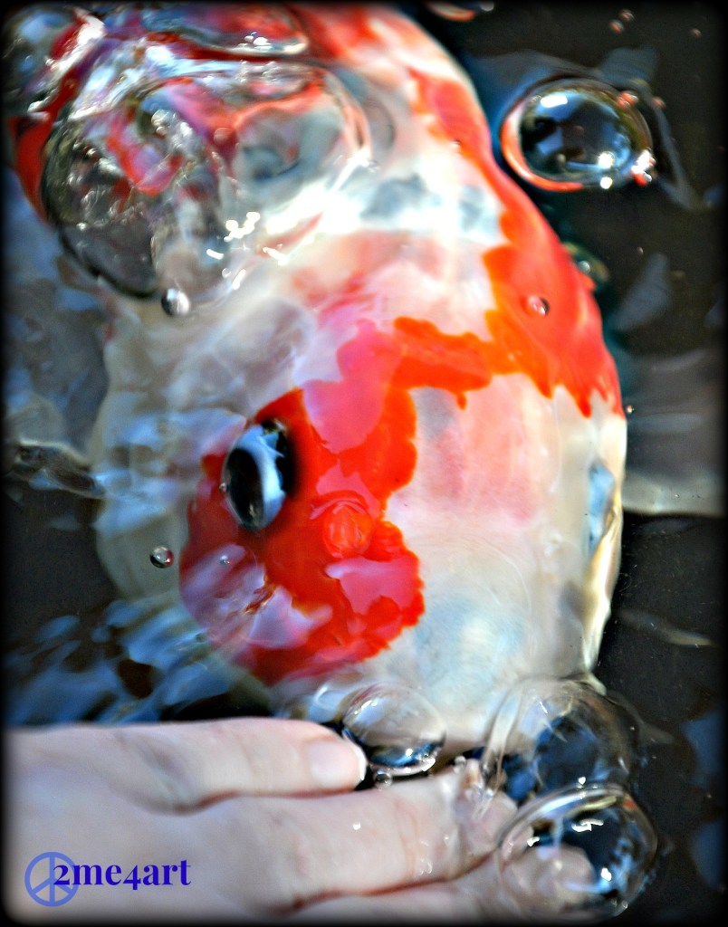 the most beautiful of all, comes to my hand. the koi were not interested in eating. the owner of Myers said that they were in a semi-hibernation state.  Alabama felt the effects of the Polar Vortex last week. It was in the teens during the day, but Wed. the temps began to rise. This water hasn't caught up with the air temp yesterday. this water was freezing cold, the air was 65 degrees.