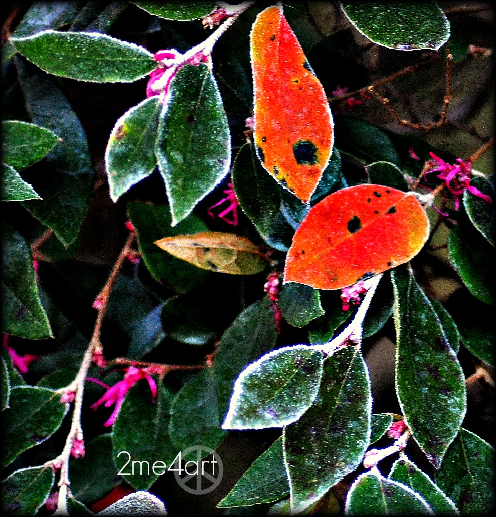 confused bush. warm fall brought out spring blossoms. shorter days brought leaves turning to fire. Winter left behind its frosty touch.
