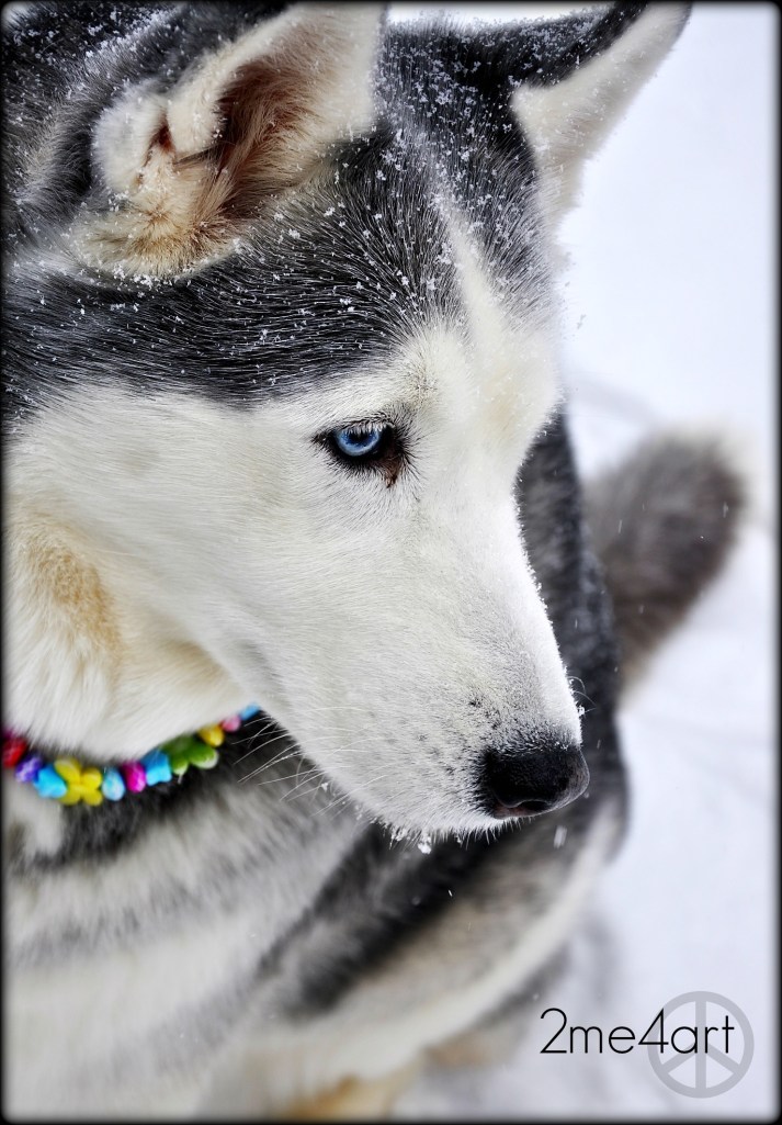 Nala lives in Birmingham, Alabama. she has not seen snow like this in her life. she wanted to take a walk. but watching the spinning vehicles fly by our house kept us home