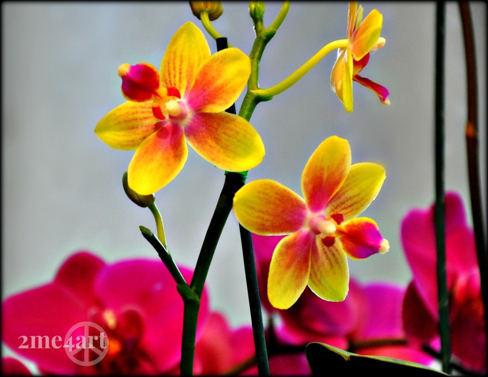 I've never seen the yellow/pink orchids before today.  I found these at Leaf & Petal @ The Birmingham Botanical Gardens.  The front of the flower looks like those kool-aid twist off tops. See it?