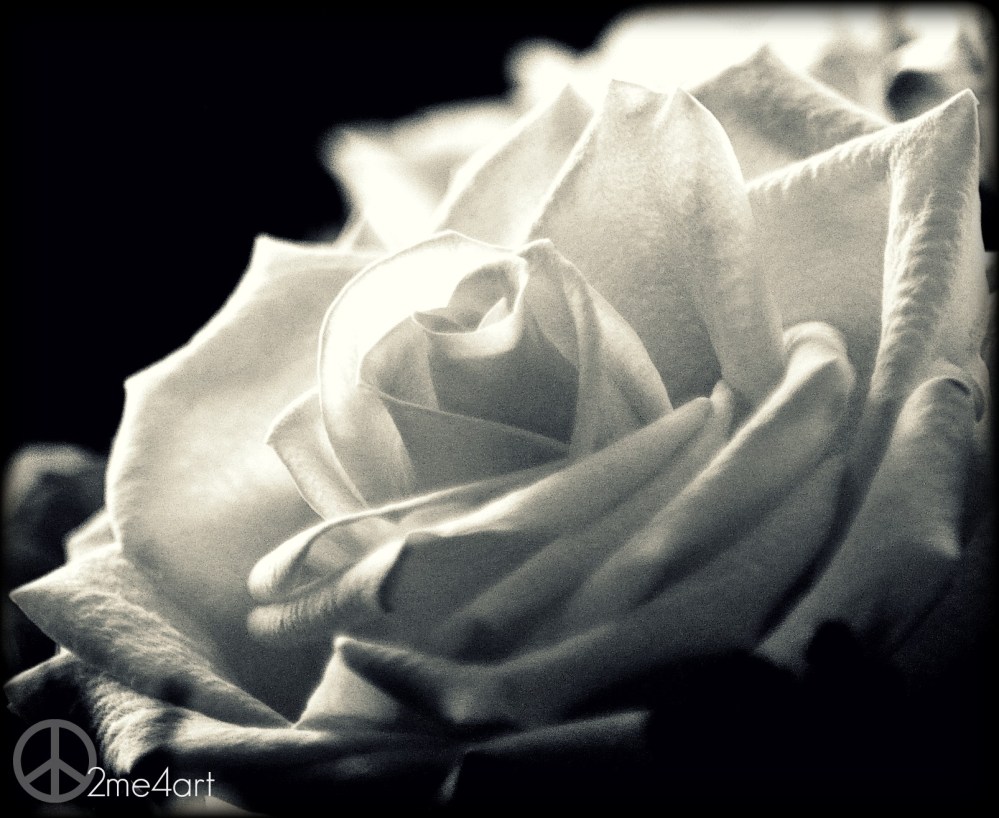 black & white rose
