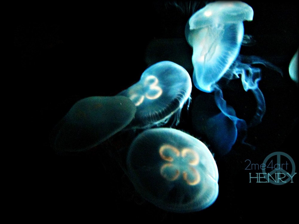 The Tennessee Aquarium has a program called, 'sleep in the Deep.'  My son brought my table top tripod & turned off his flash & photographed these two images.  He did an amazing job…