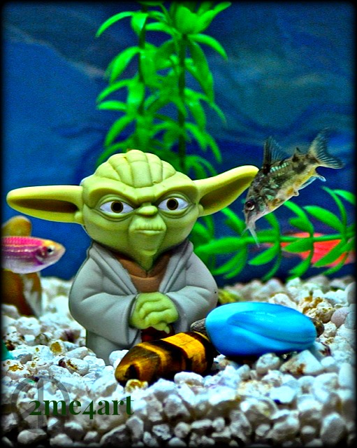 Yoda's lessons to his young fish