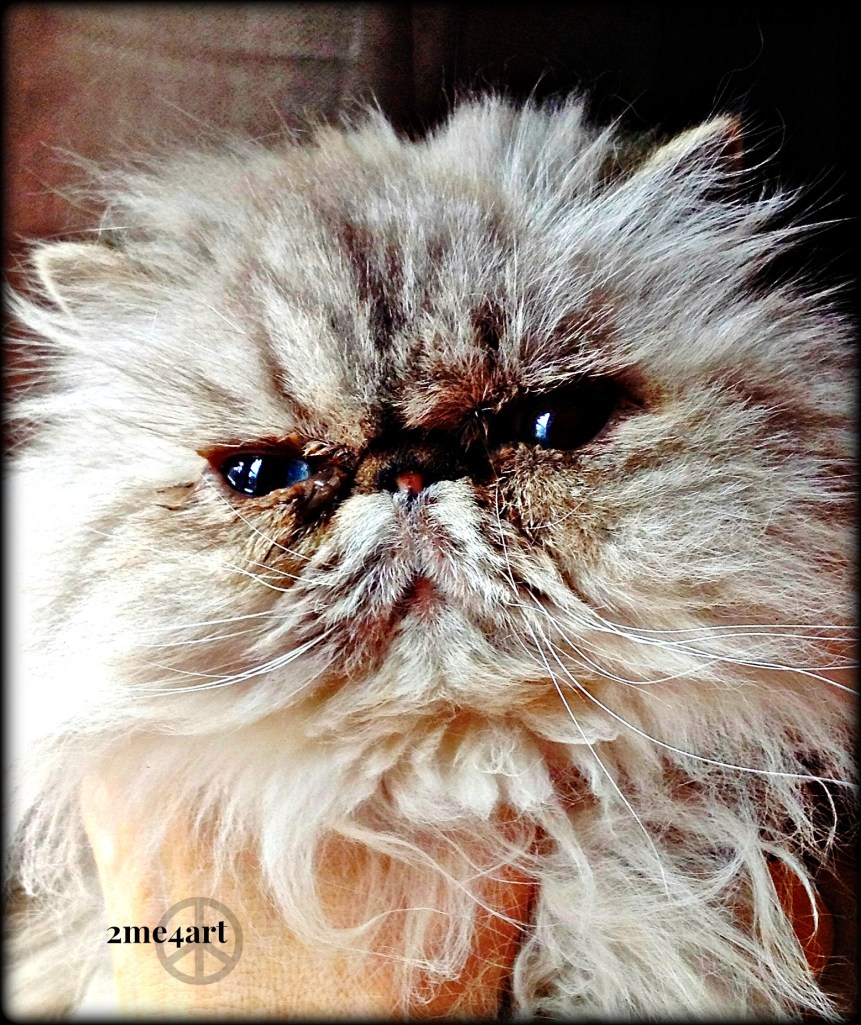 blue eyed Persian found under the bed…where most dust bunnies are found