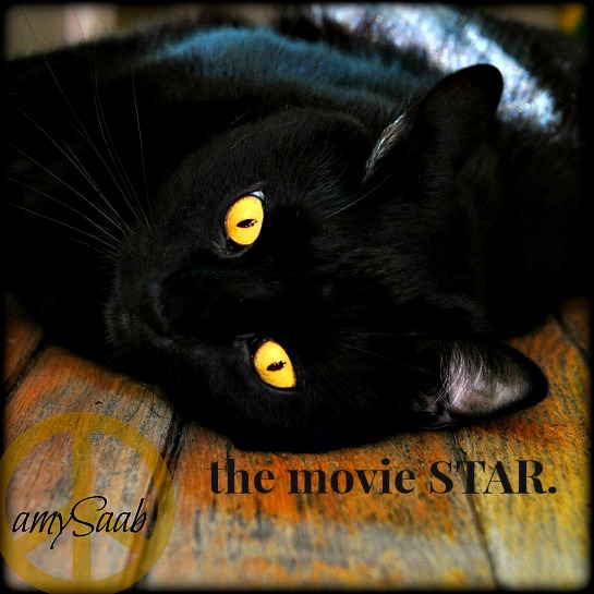 Ivy, the STAR, in all her glory.