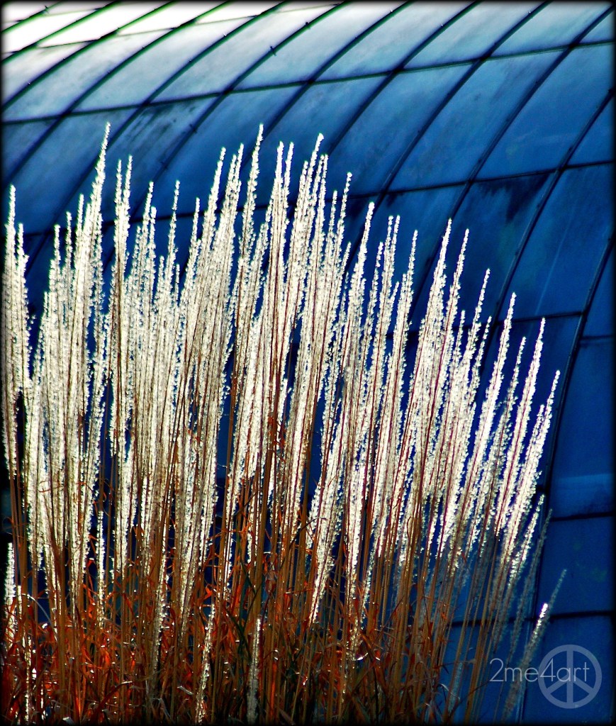 covered grass.  Do think someone forgot to turn off the sprinkler @ the Birmingham Botanical gardens