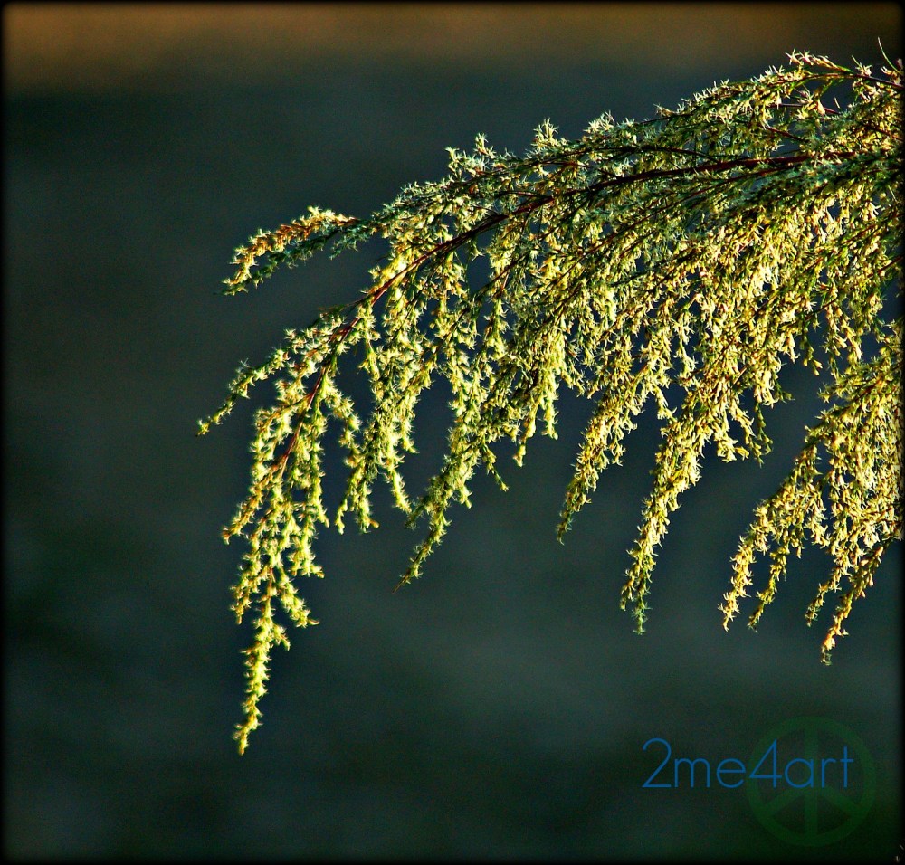 light can turn the ordinary into something extraordinary, it requires looking.  Backlit evergreen turns to art.