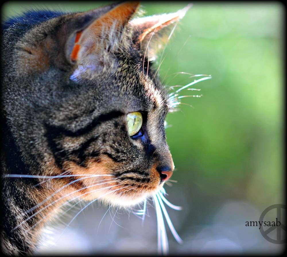 makes me ALMOST forgive his 12,000 dollars worth of damage to every. single, thing. in the house.  Hobbes, the bane of my world.
