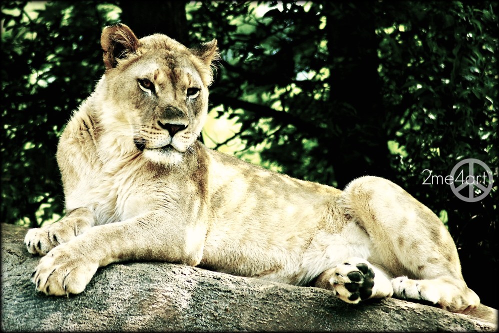 this would be an appropriate situation for cat call…