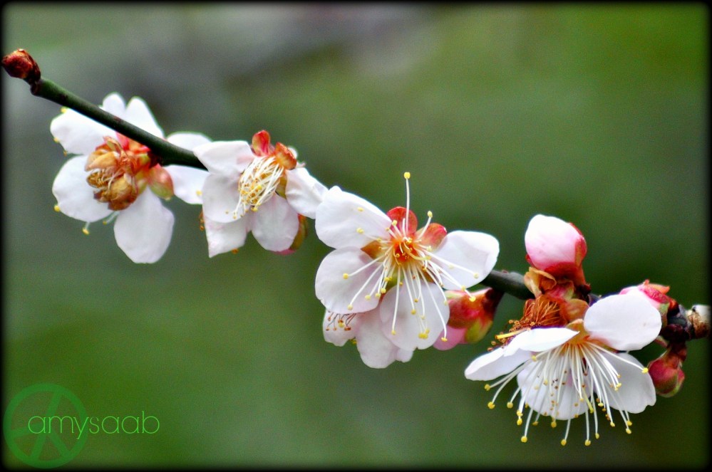 last week 3inches of snow. today spring flowers & bees. 65 degrees & a bit overcast today.