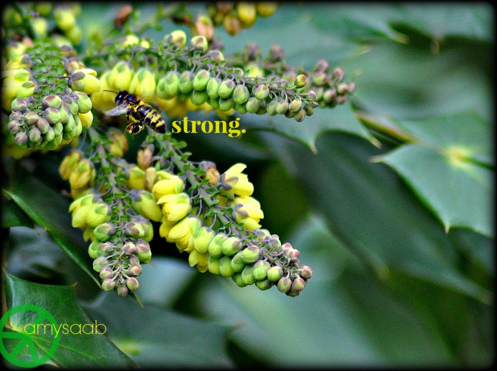 do you see the bee? Working on February 17th @ the Birmingham Botanical gardens.  