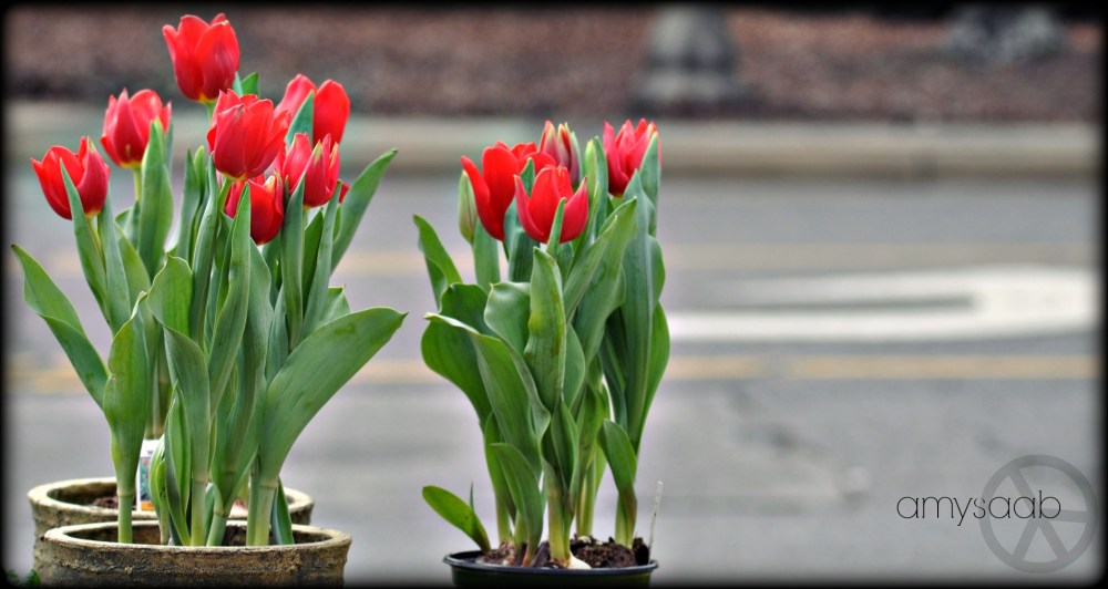 tulips face the road
