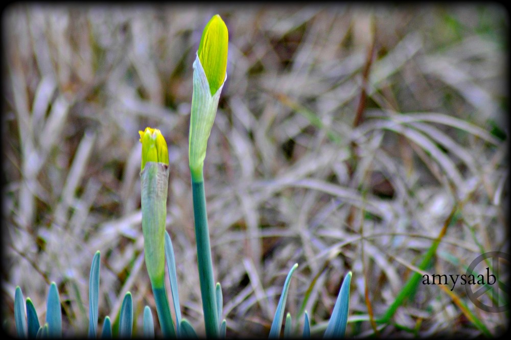 Thank God for you.  Shine on, spring. 