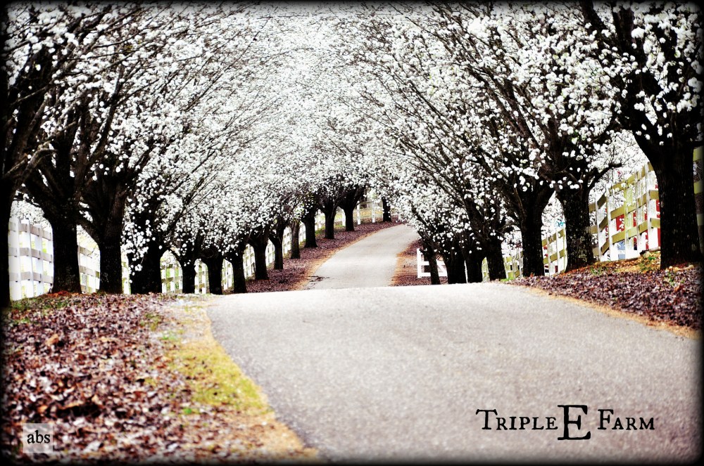 Bradford Pear trees are in bloom