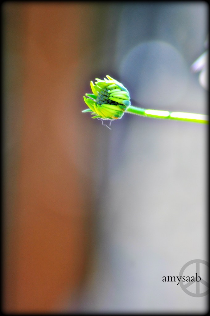 this flower-to-be holds a Siberian Husky hair.  sweet & zen like for me