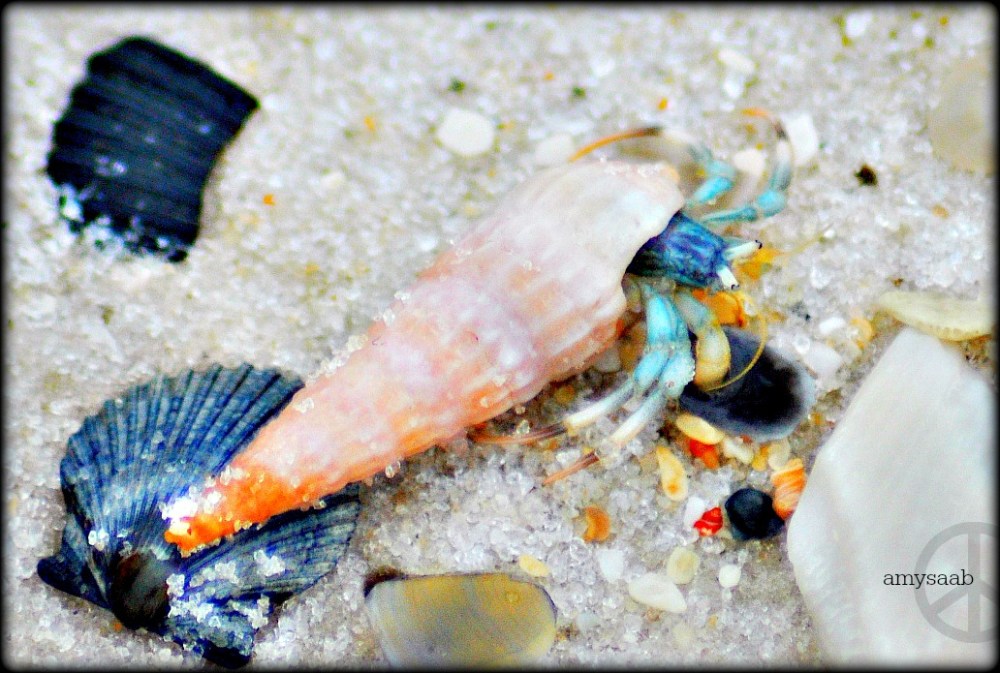 i was adding this shell to my collection, when he popped out to exclaim it belonged to himself.