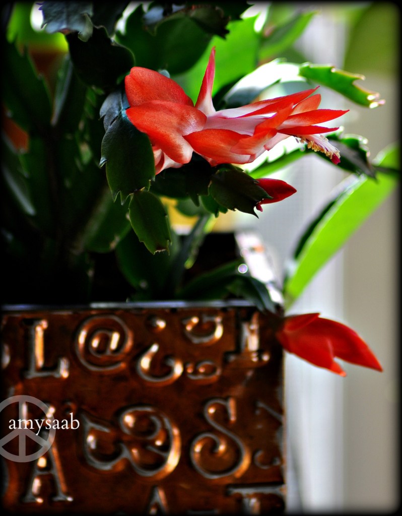 maybe it has decided to bloom for Purim.  Or Easter? Whatever, I love it.