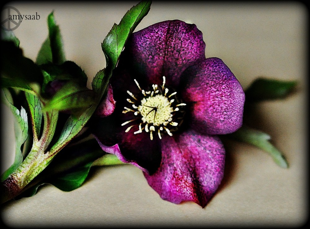 The Lenten Rose
