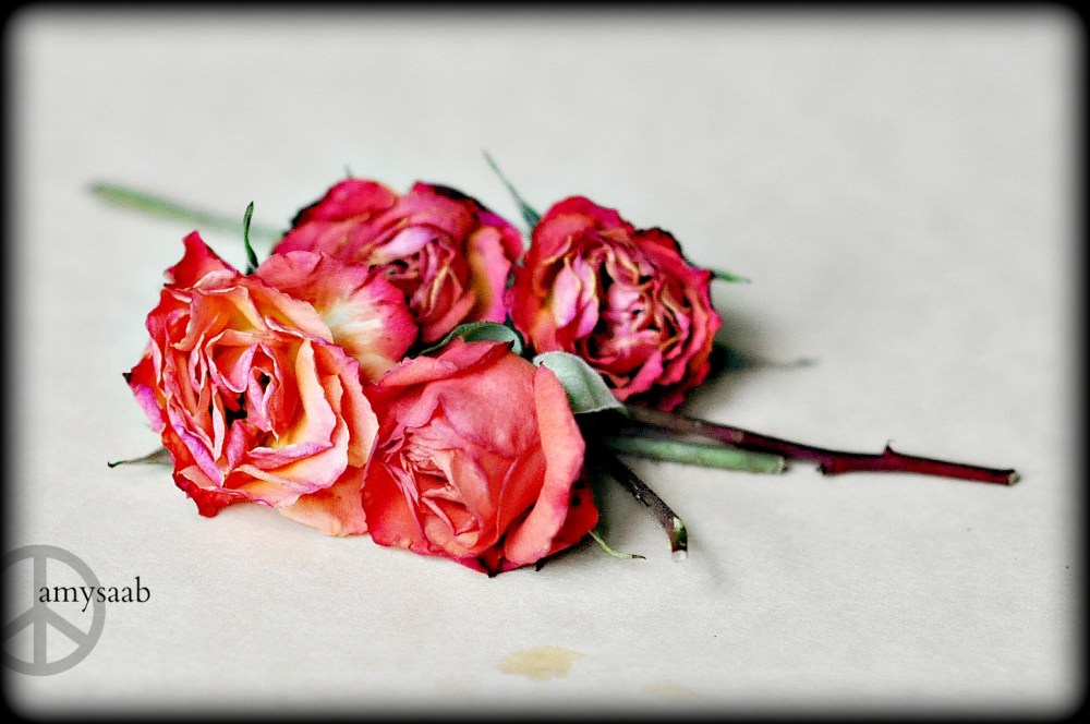 these little roses, they are about the size of a half dollar, make wonderful bows for gifts. When I have them in a vase & they are on their way out--fading. I take them out of their vase & place them on a window sill that gets a lot of light. They dry very quickly because they are so small. Once they are dry, I hang them up for future gifts. 