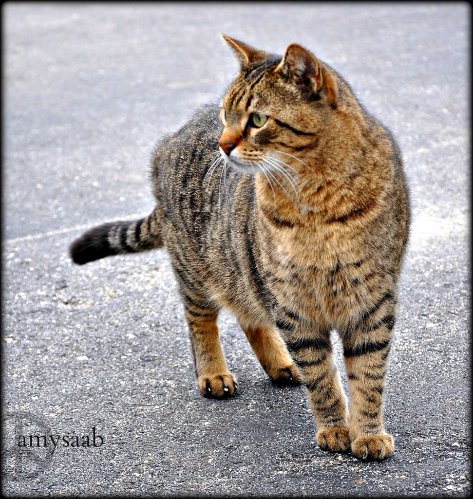 These cats work at Triple E Farm in Montevallo, Alabama.