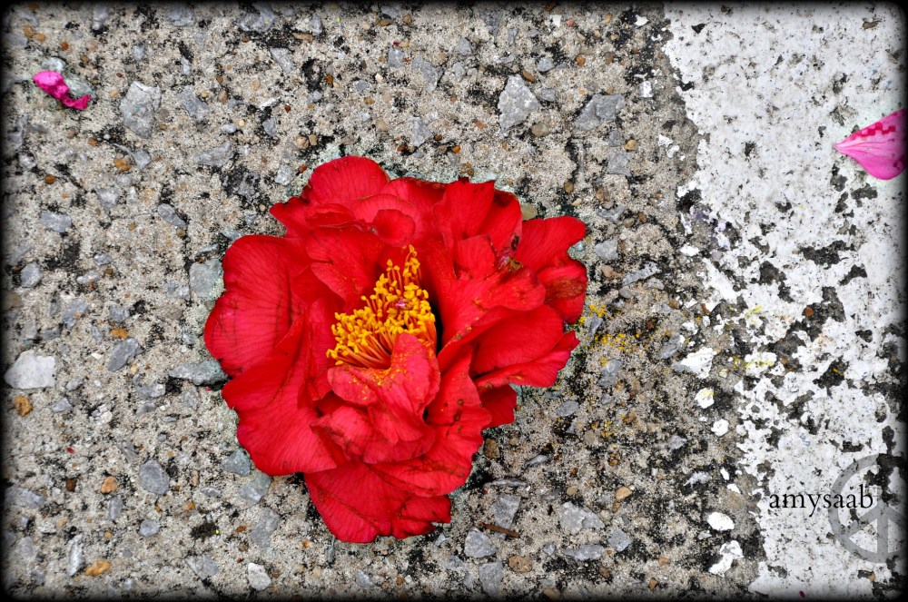 I suppose an accurate, yet horrible, title could be roadkill.  But that would be too harsh for this blossom. I wanted to pick it up & put it on the grass.  I was shopping at Leaf & Petal.
