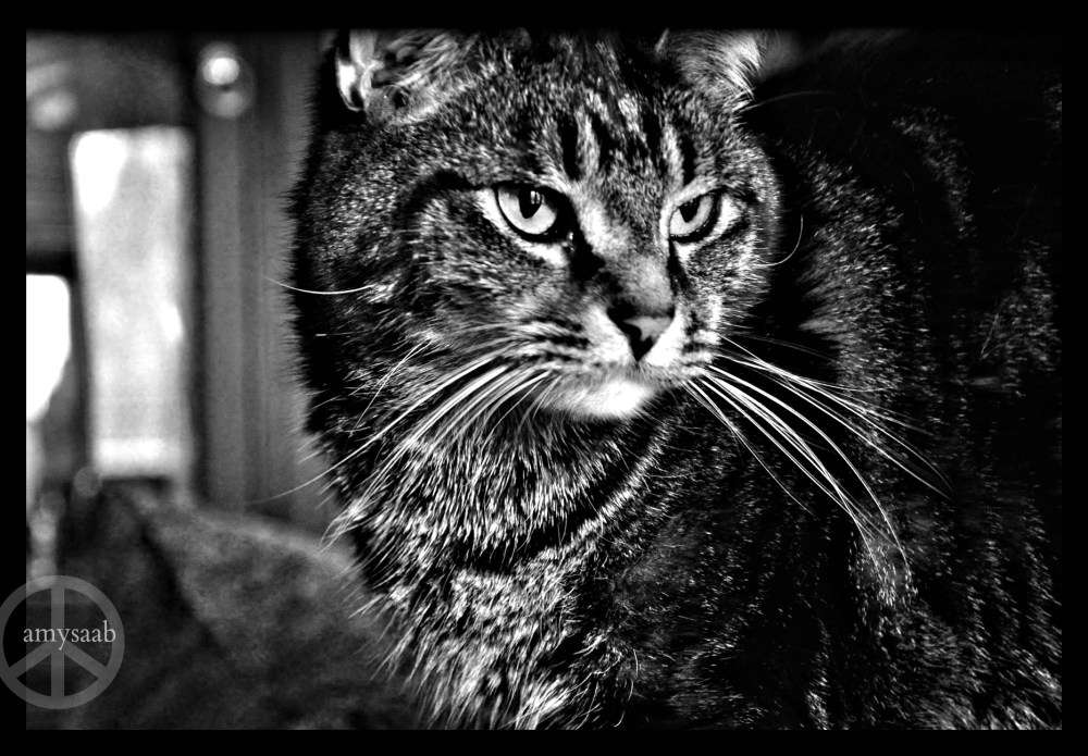 I posted him today in color. I thought he looked much better black&white.