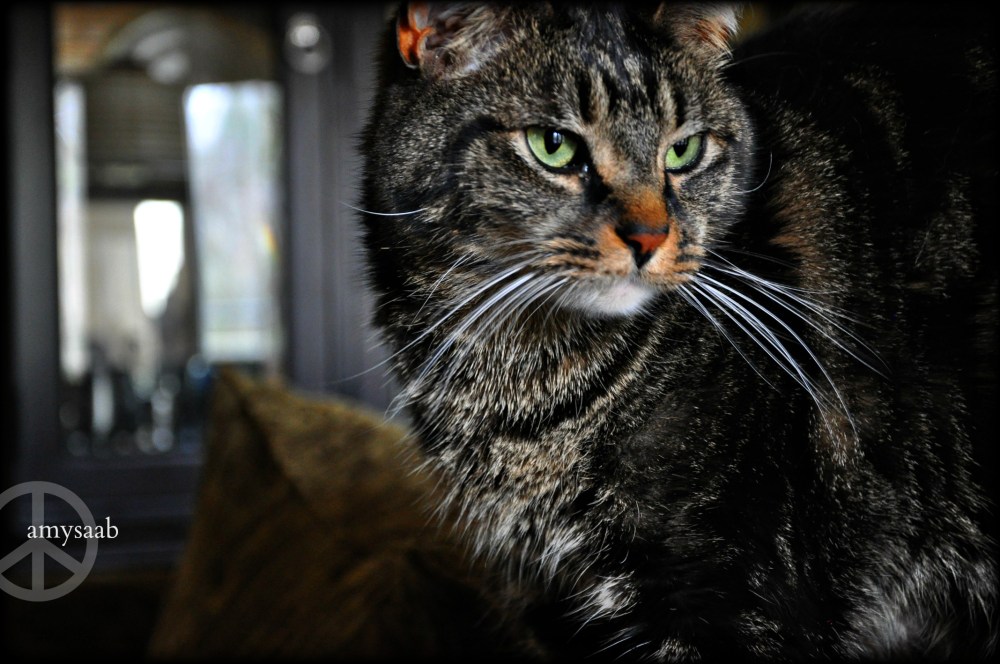 he rocks. I mean, he is so beautiful, but so destructive.