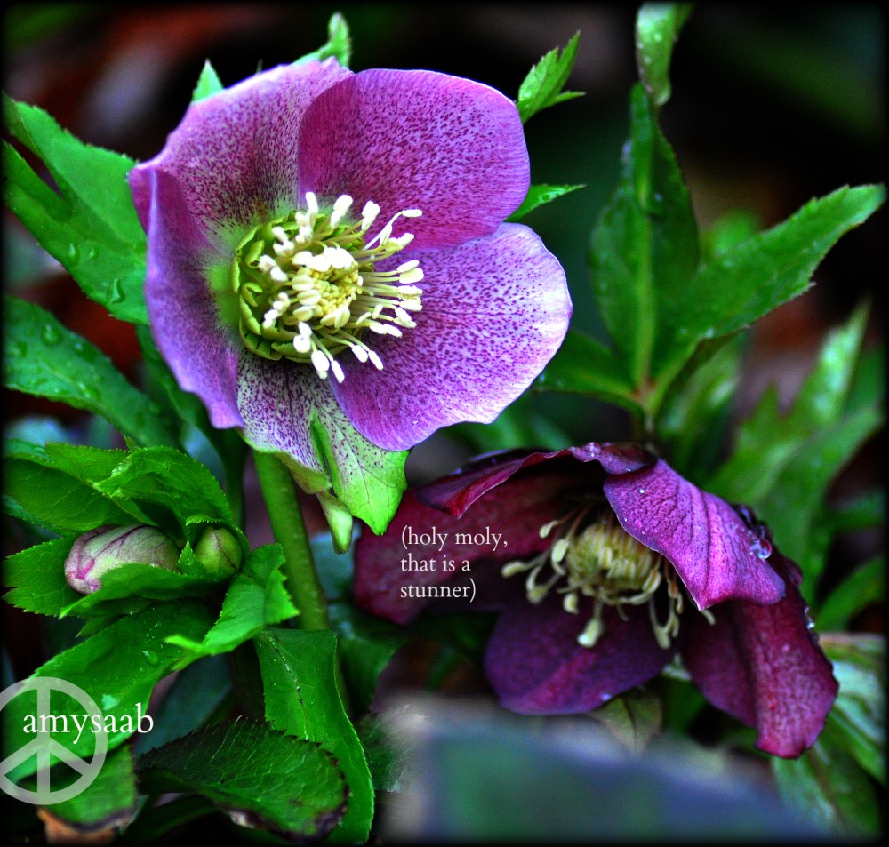 spring flowers in Birmingham, Alabama this morning. Yesterday was 75 degrees, today? 35 degrees. I hope everything pulls through. I brought in my potted plants. One of them had ice on their leaves already. DOOM, doom, doom…