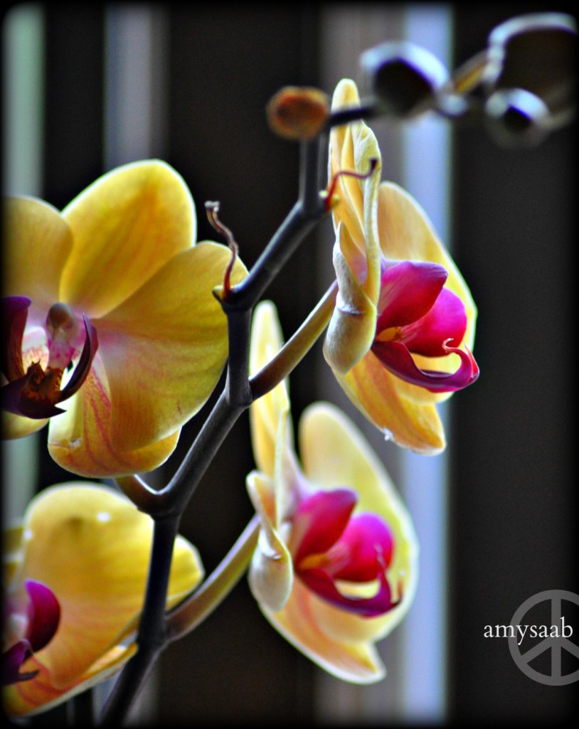 These orchids are treated like royalty. I have them front & center in the art studio.  They are so beautiful. They were a birthday present. I hope I'm able to keep it happy…