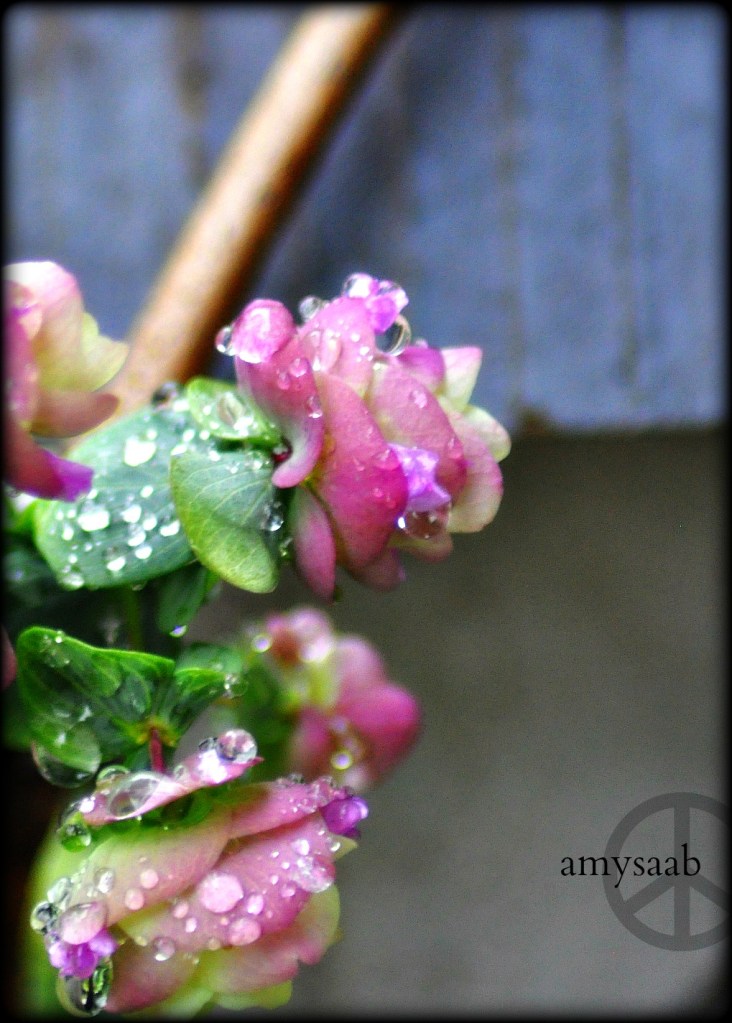 Ornamental oregano from Leaf&Petal @ the BIrmingham Botanical Gardens.