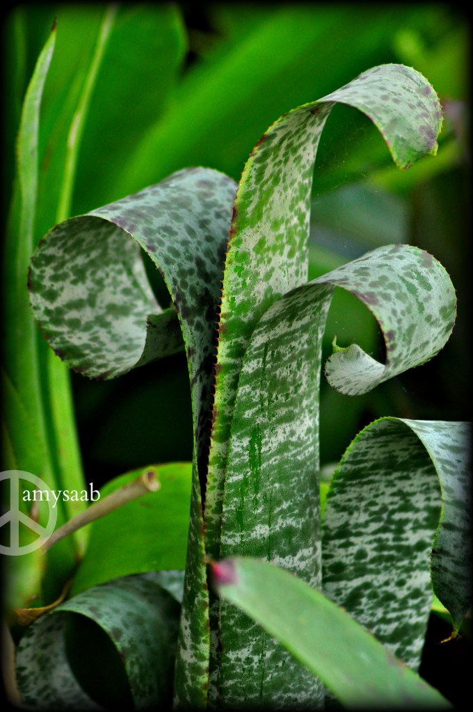 I've never seen this before. I want one. Anyone know the name?