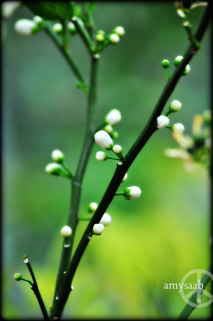 The Birmingham Botanical Gardens