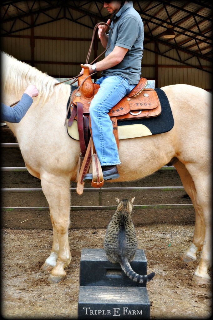 Mo Mo the cat thought it was his turn to ride. This is my husband on this 15ish hands high beauty.