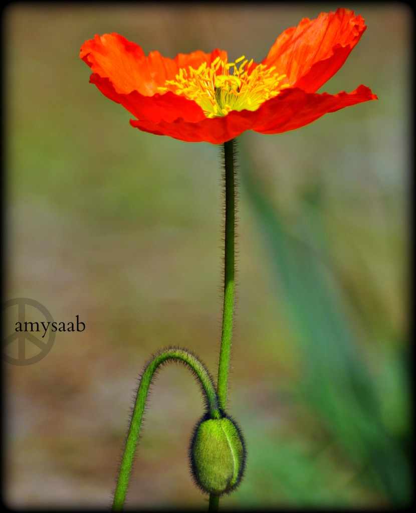 The Gardens 3/11/14. Spring has arrived in Alabama.